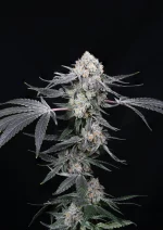High Society cannabis seeds