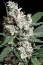 Amnesia cannabis strain