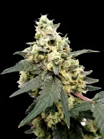 Lemonade Auto cannabis seeds