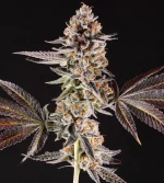 Cannabis strain La Bomba