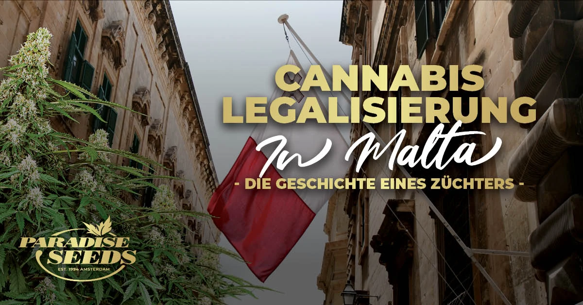 Cannabis Legalisierung in Malta, die Geschichte eines Züchters | Paradise Seeds Webshop