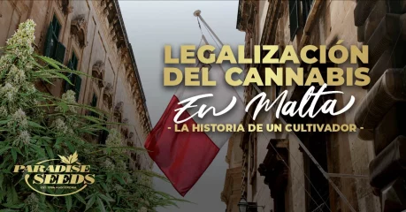 Legalización del Cannabis en Malta: la historia de un cultivador | 🥇 Paradise Seeds Legalización del Cannabis en Malta: la historia de un cultivador | 🥇 Paradise Seeds