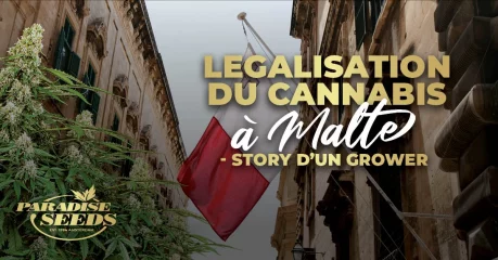 Legalisation du Cannabis à Malte : Story d’un Grower | 🥇 Paradise Seeds