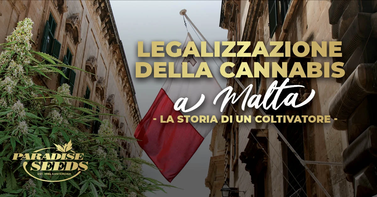 Legalizzazione della cannabis a Malta, la storia di un coltivatore | Paradise Seeds Webshop