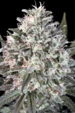 Space Cookies cannabis seeds