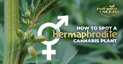 Tips for avoiding hermaphrodite cannabis plants.