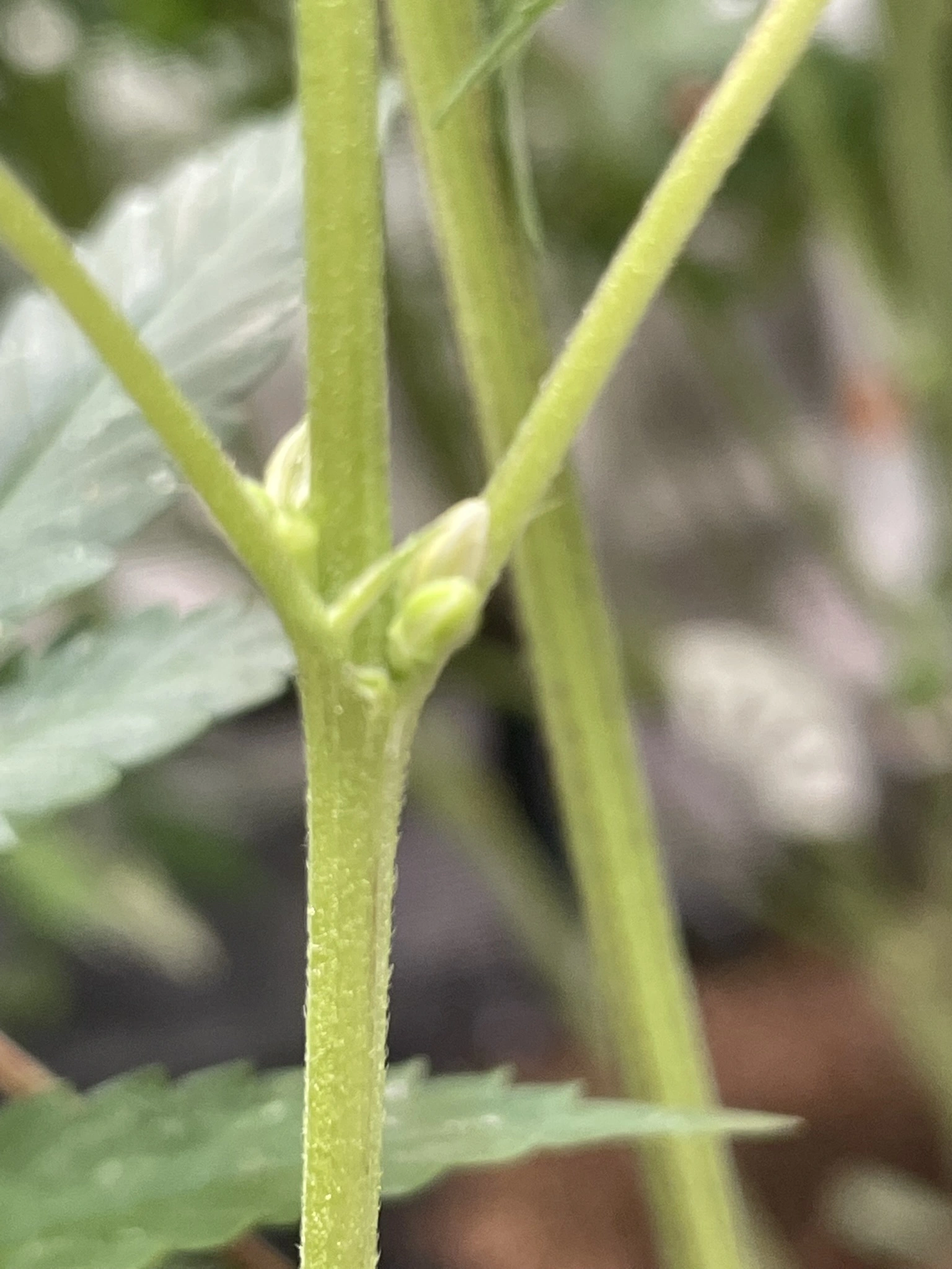 Hermaphrodite cannabis plant example.