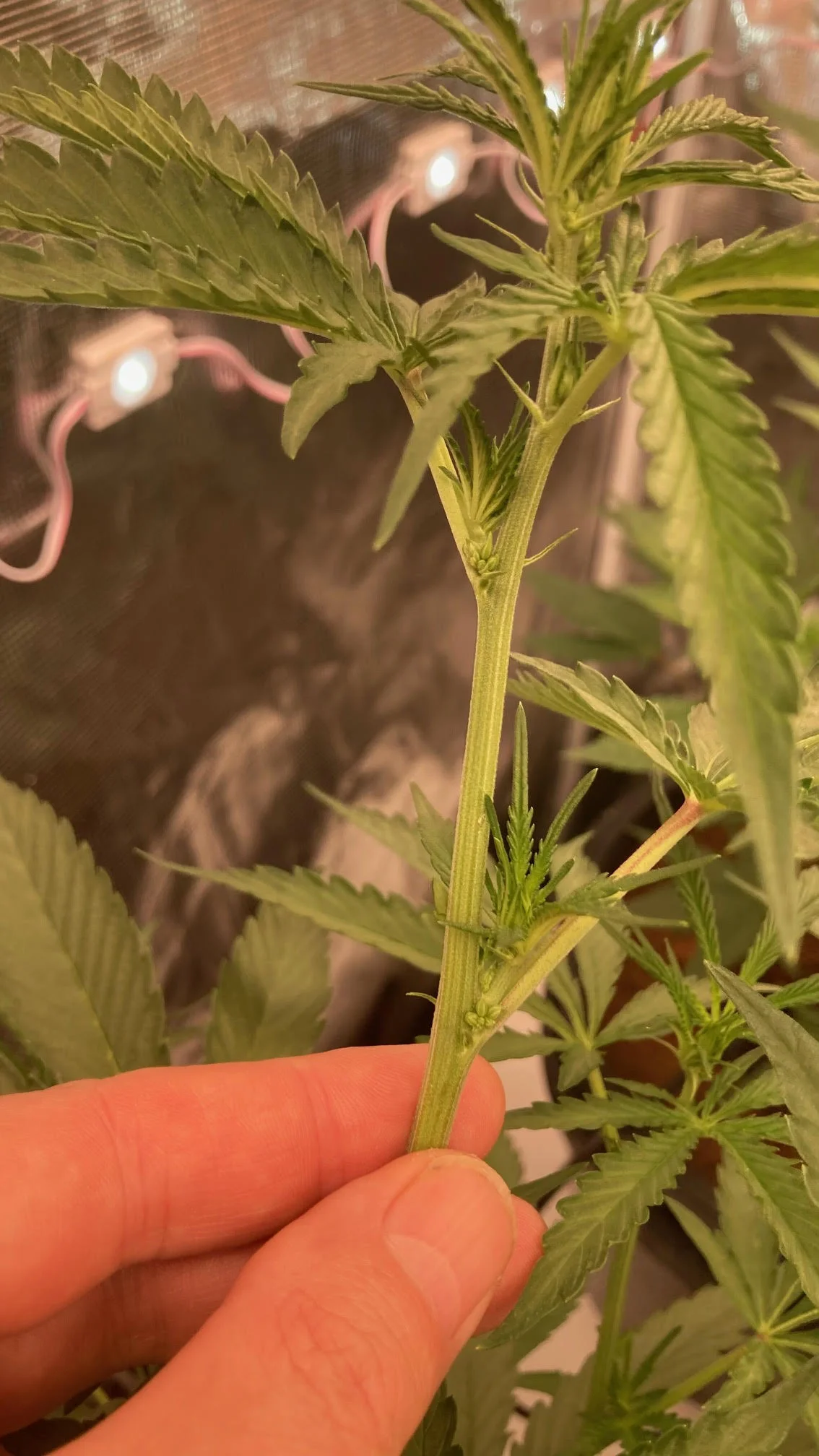 A photo showing pollen sack 'balls' on a hermaphrodite cannabis plant