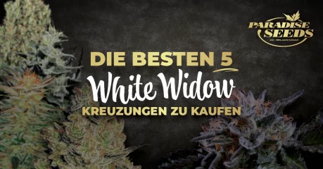 Die Besten 5 White Widow Kreuzungen | 🥇 Paradise Seeds Die Besten 5 White Widow Kreuzungen | 🥇 Paradise Seeds