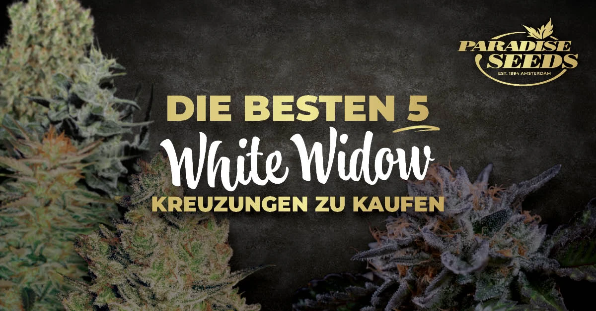 Die Besten 5 White Widow Kreuzungen | Paradise Seeds Webshop