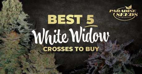 The Best 5 White Widow Crosses To Buy | 🥇 Paradise Seeds The Best 5 White Widow Crosses To Buy | 🥇 Paradise Seeds