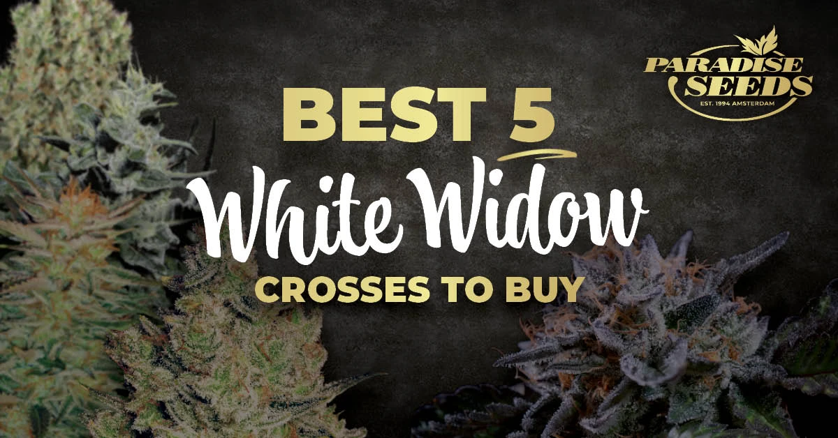 The Best 5 White Widow Crosses To Buy | Paradise Seeds Webshop