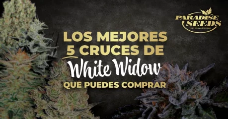 Los Mejores 5 Cruces de White Widow que puedes Comprar | 🥇 Paradise Seeds