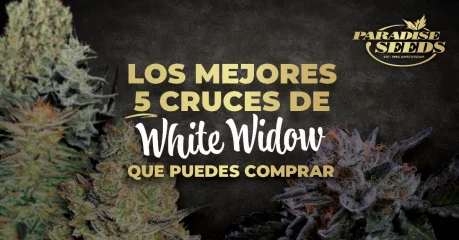 Los Mejores 5 Cruces de White Widow que puedes Comprar | 🥇 Paradise Seeds Los Mejores 5 Cruces de White Widow que puedes Comprar | 🥇 Paradise Seeds