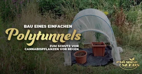 Einen einfachen Folientunnel selber bauen, um Cannabispflanzen vor dem Regen zu schützen | 🥇 Paradise Seeds Einen einfachen Folientunnel selber bauen, um Cannabispflanzen vor dem Regen zu schützen | 🥇 Paradise Seeds