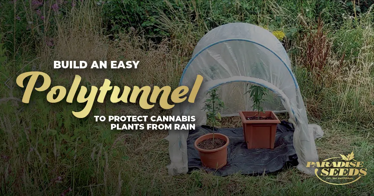 Build an easy polytunnel to protect cannabis plants from rain