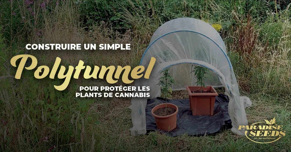Construire facilement une serre tunnel et protéger les plantes de Cannabis de la pluie
