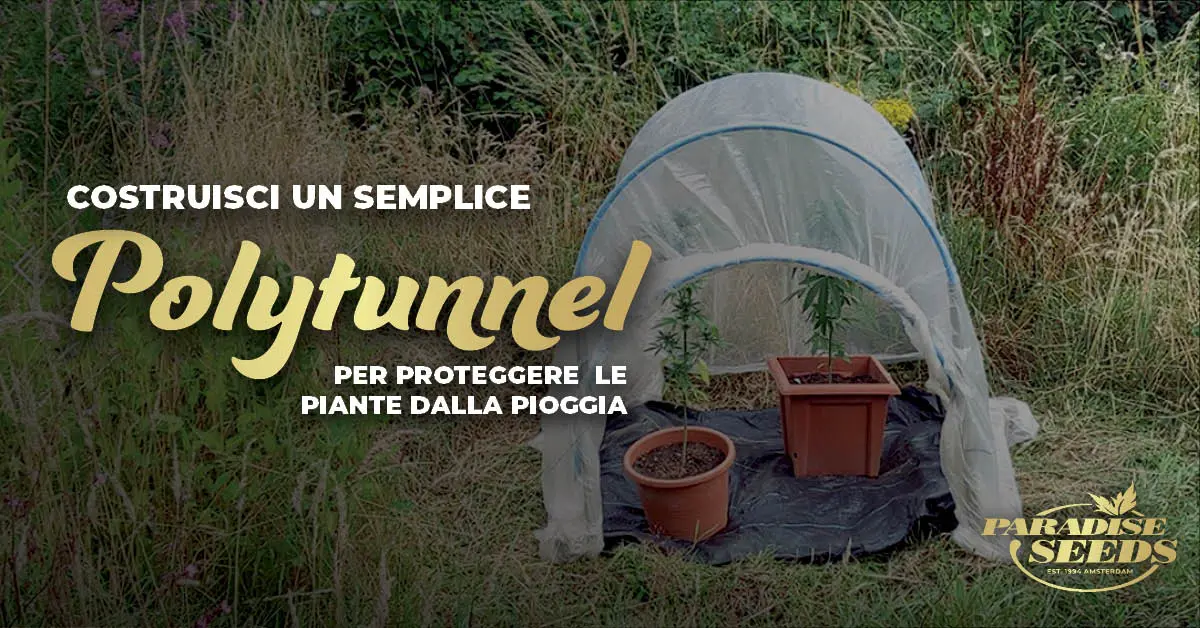 Costruire un facile polytunnel per proteggere le piante di cannabis dalla pioggia | 🥇 Paradise Seeds