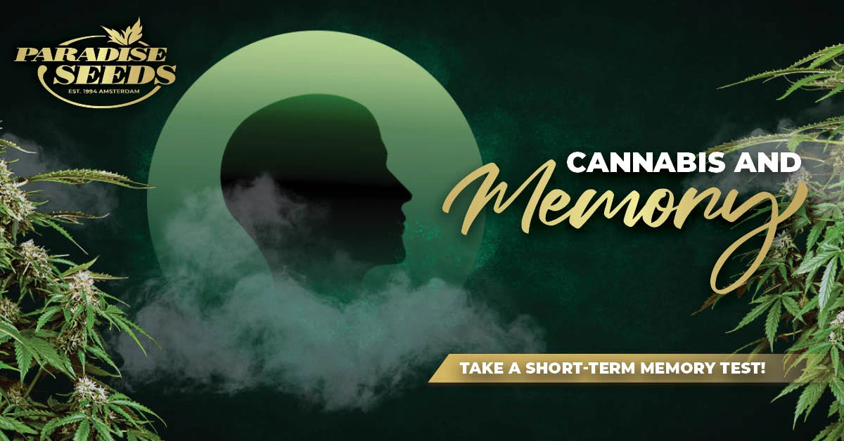 Is Cannabis Dangerous for Your Memory? | Paradise Seeds Webshop