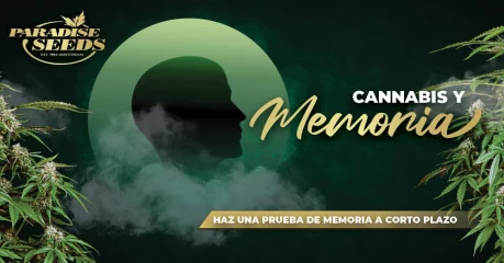 ¿Es El Cannabis Peligroso para Tu Memoria? | 🥇 Paradise Seeds ¿Es El Cannabis Peligroso para Tu Memoria? | 🥇 Paradise Seeds