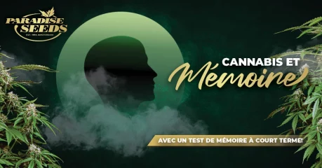 Le Cannabis est-il Dangereux pour la MĂ©moire? | đ„ Paradise Seeds Le Cannabis est-il Dangereux pour la MĂ©moire? | đ„ Paradise Seeds