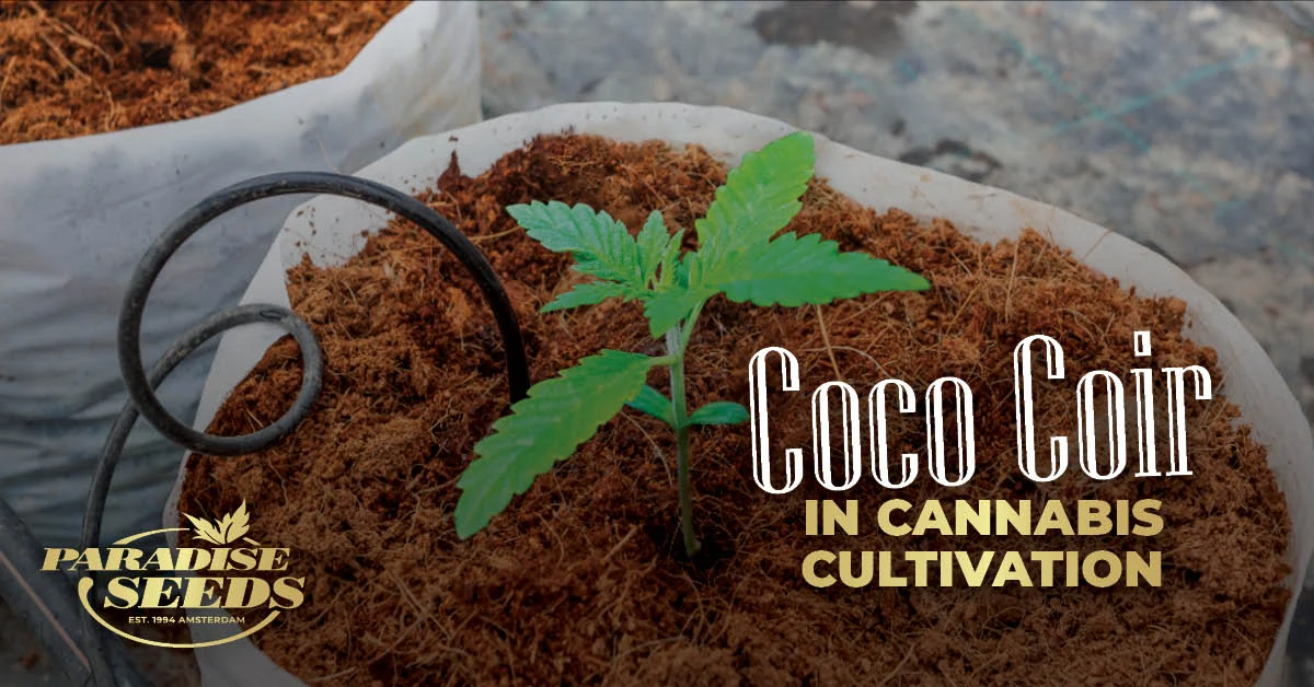 Is Coco Coir The Best Substrate For New Indoor Growers? | 🥇 Paradise Seeds