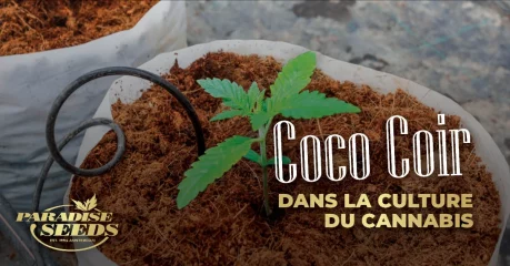 Fibre de Coco : le Meilleur Substrat pour les Cultivateurs Indoor Débutants? | 🥇 Paradise Seeds