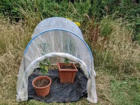 Build an easy cannabis polytunnel 8