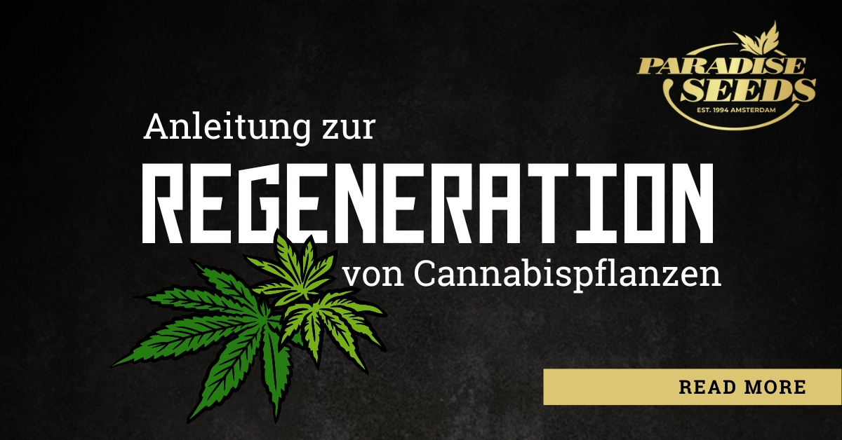 Anleitung zur Regeneration von Cannabispflanzen | 🥇 Paradise Seeds