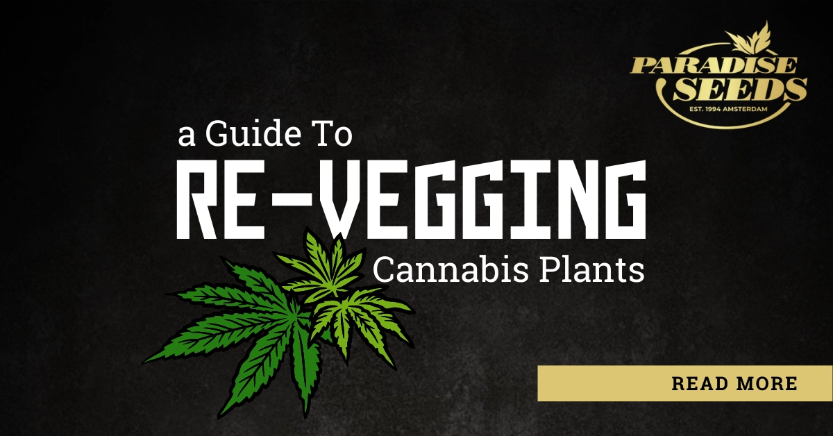 A Guide to Re-vegging Cannabis Plants | 🥇 Paradise Seeds