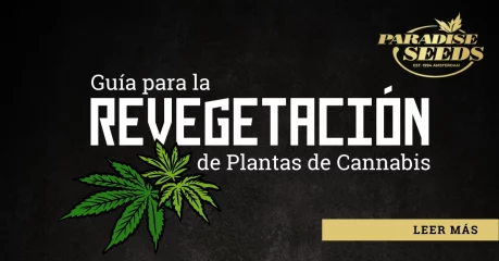 Guía para la Revegetación de Plantas de Cannabis | 🥇 Paradise Seeds