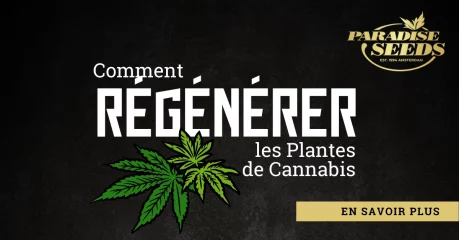 Comment Régénérer les Plantes de Cannabis | 🥇 Paradise Seeds