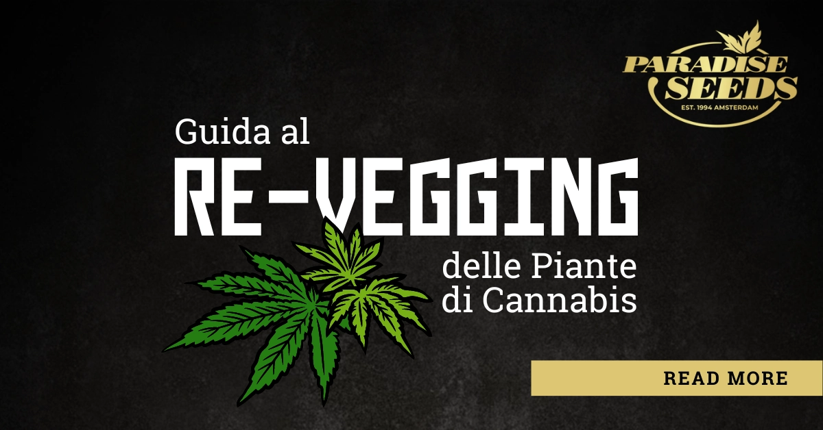 Guida al re-vegging delle piante di cannabis