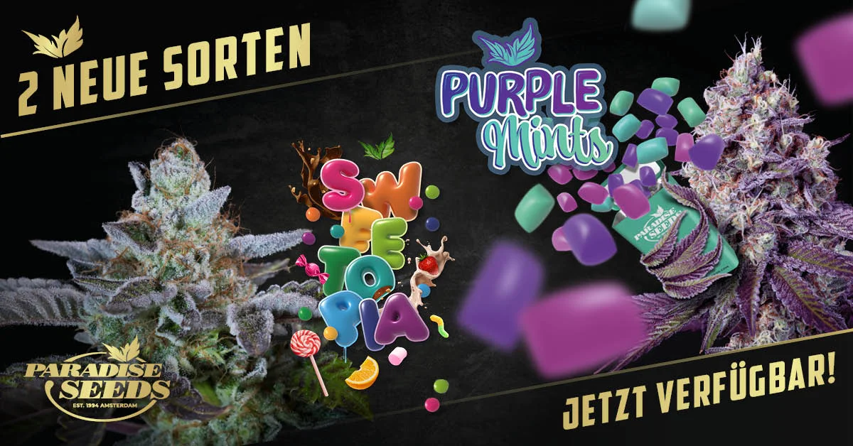 Neue Indicas im Anmarsch: Sweetopia & Purple Mints | Paradise Seeds Webshop