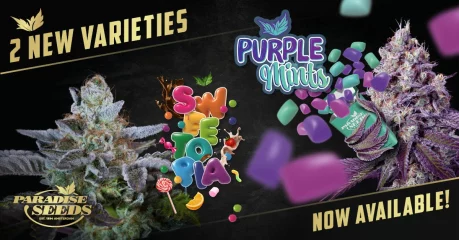 New Indica Strain Release: Sweetopia & Purple Mints
