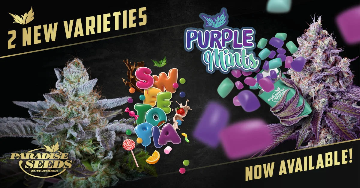 New Indica Strain Release: Sweetopia & Purple Mints | 🥇 Paradise Seeds