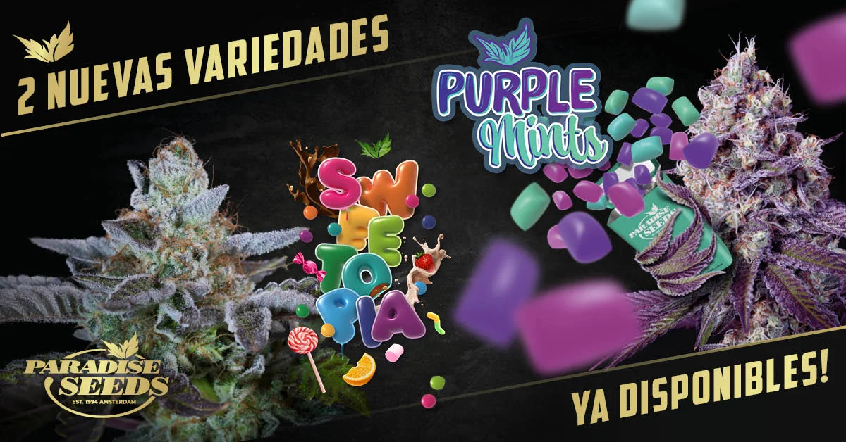 Nuevas Variedades Índicas: Sweetopia & Purple Mints | 🥇 Paradise Seeds