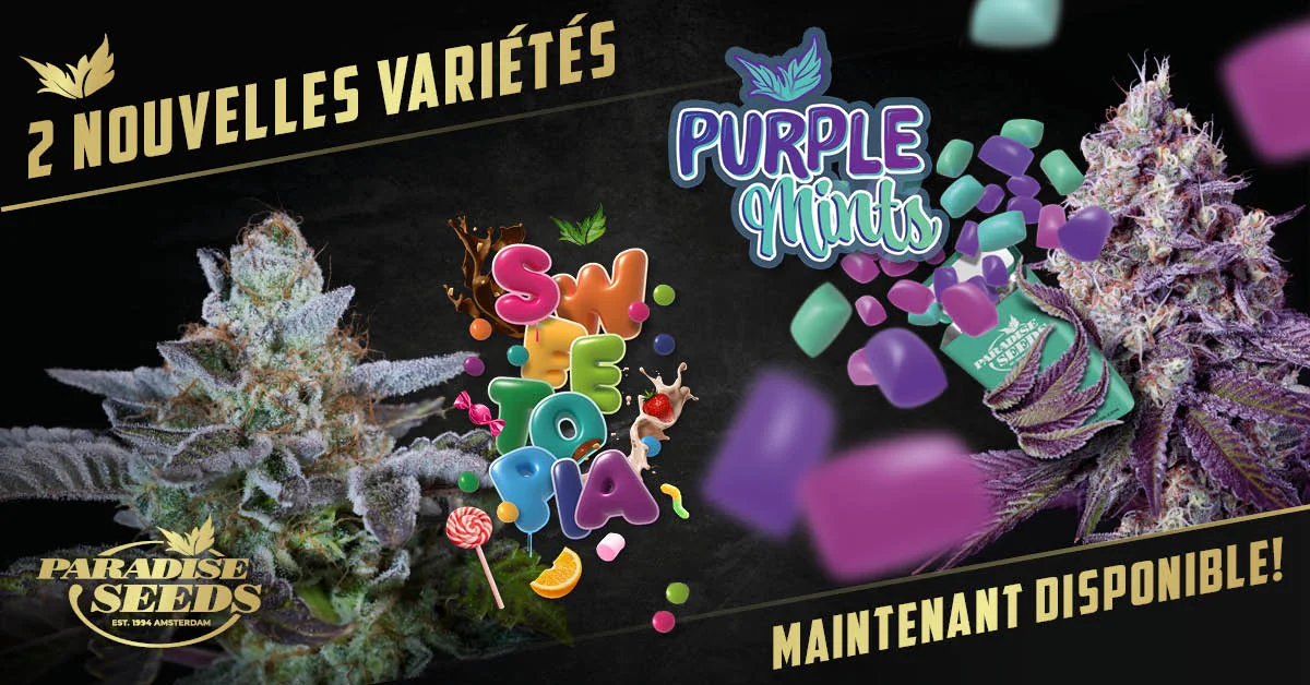 Sortie des Nouvelles Variétés Indica : Sweetopia et Purple Mints | Paradise Seeds Webshop