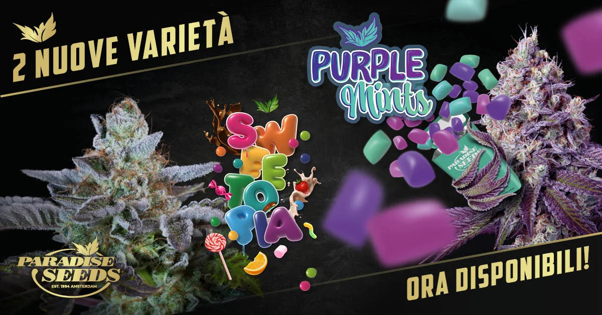 Lancio di una nuova varietà di Indica: Sweetopia e Purple Mints | Paradise Seeds Webshop