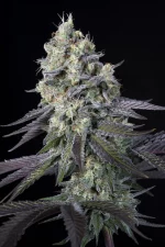 Purple Mints cannabis strain photo with a black background