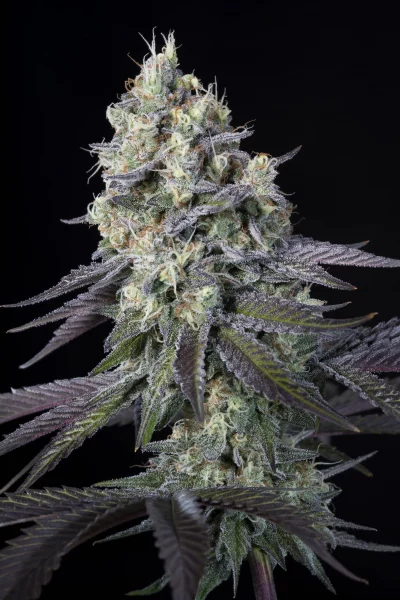 New Indica Strain Release: Sweetopia & Purple Mints | 🥇 Paradise Seeds