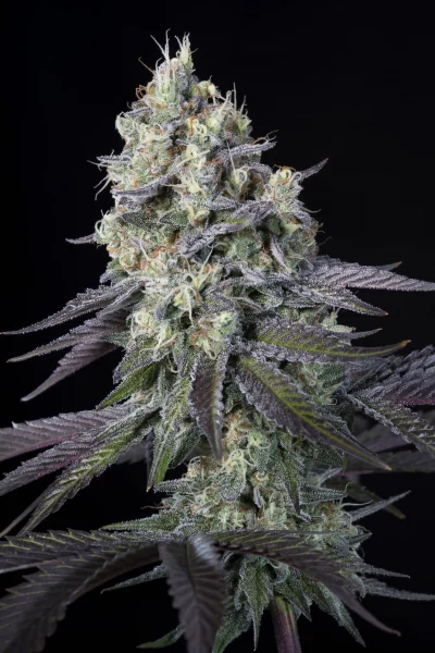 Acid cannabis strain photo with a black background