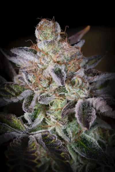 Sweetopia cannabis strain photo with a black background
