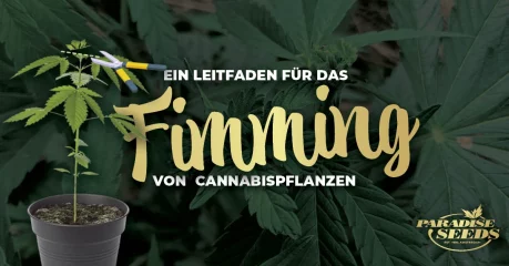Ein Leitfaden für das Fimming von Cannabispflanzen | 🥇 Paradise Seeds Ein Leitfaden für das Fimming von Cannabispflanzen | 🥇 Paradise Seeds