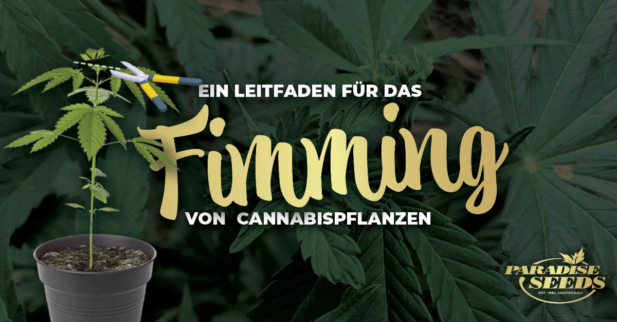 Ein Leitfaden für das Fimming von Cannabispflanzen | Paradise Seeds Webshop