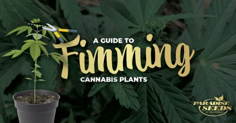 A Guide to Fimming Cannabis Plants | 🥇 Paradise Seeds A Guide to Fimming Cannabis Plants | 🥇 Paradise Seeds