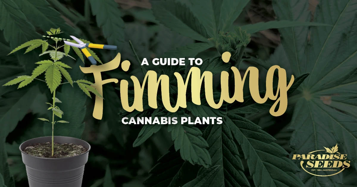 A Guide to Fimming Cannabis Plants