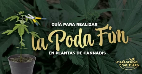Guía para realizar la Poda FIM en Plantas de Cannabis | 🥇 Paradise Seeds