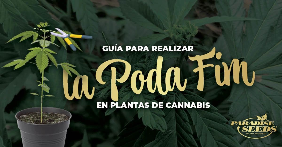 Guía para realizar la Poda FIM en Plantas de Cannabis | Paradise Seeds Webshop