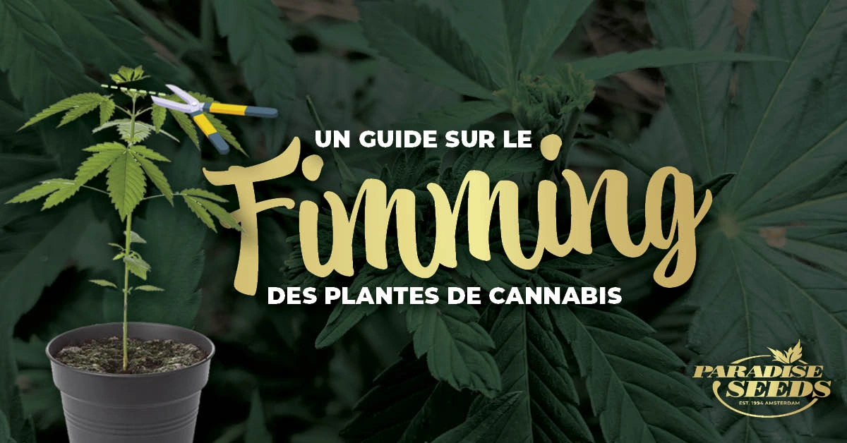 Un guide sur le fimming des plantes de Cannabis